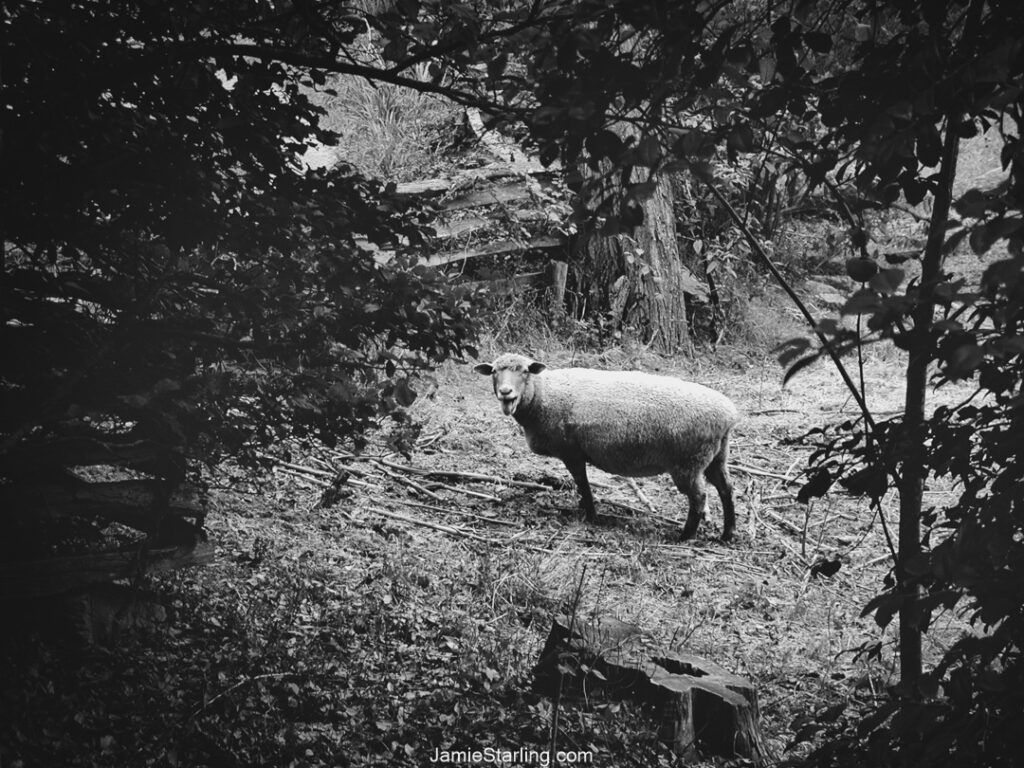 Black and White Sheep in a field