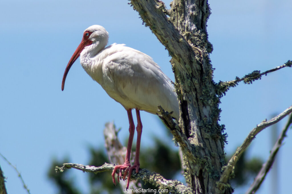 A white ibis perched on a weathered tree branch, its hooked beak and poised stance symbolizing wisdom, balance, and adaptability in nature.