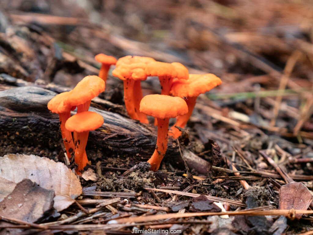 An orange mushroom cluster on a forest floor, symbolizing the beauty of seeing and receiving nature as it is.