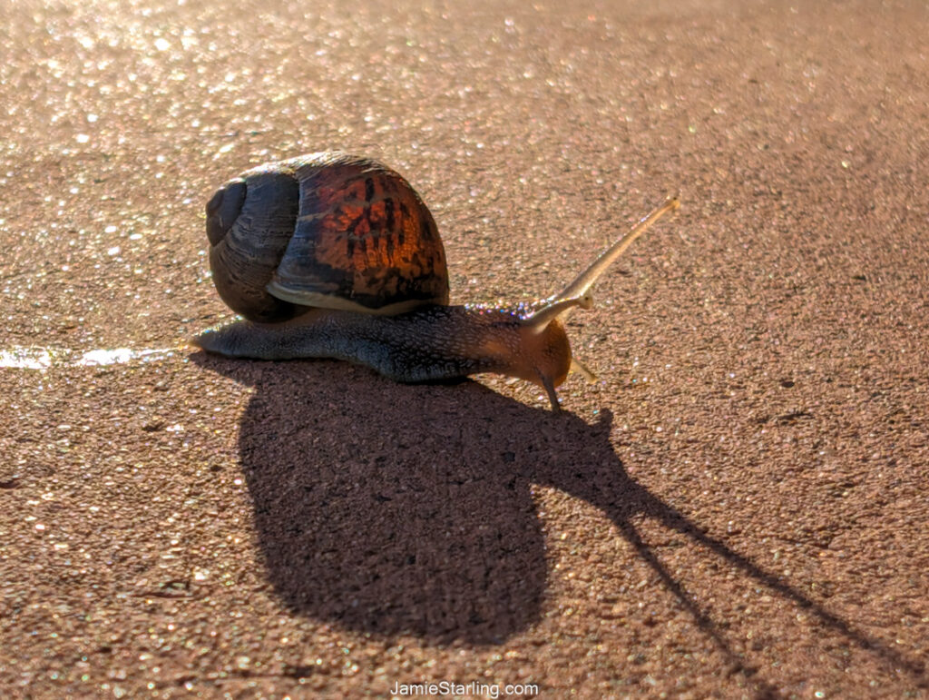 A snail moves slowly across a sunlit path, showcasing the beauty of patience and the importance of each small step forward.